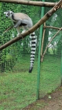 Park-Dendrologiczny-Lemury