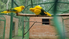 Park-Dendrologiczny-Papugi-4